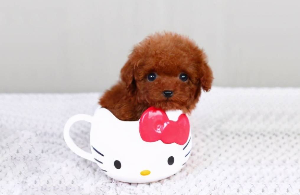 那些便宜又好养的6种小型犬,每一只都不会让你失望