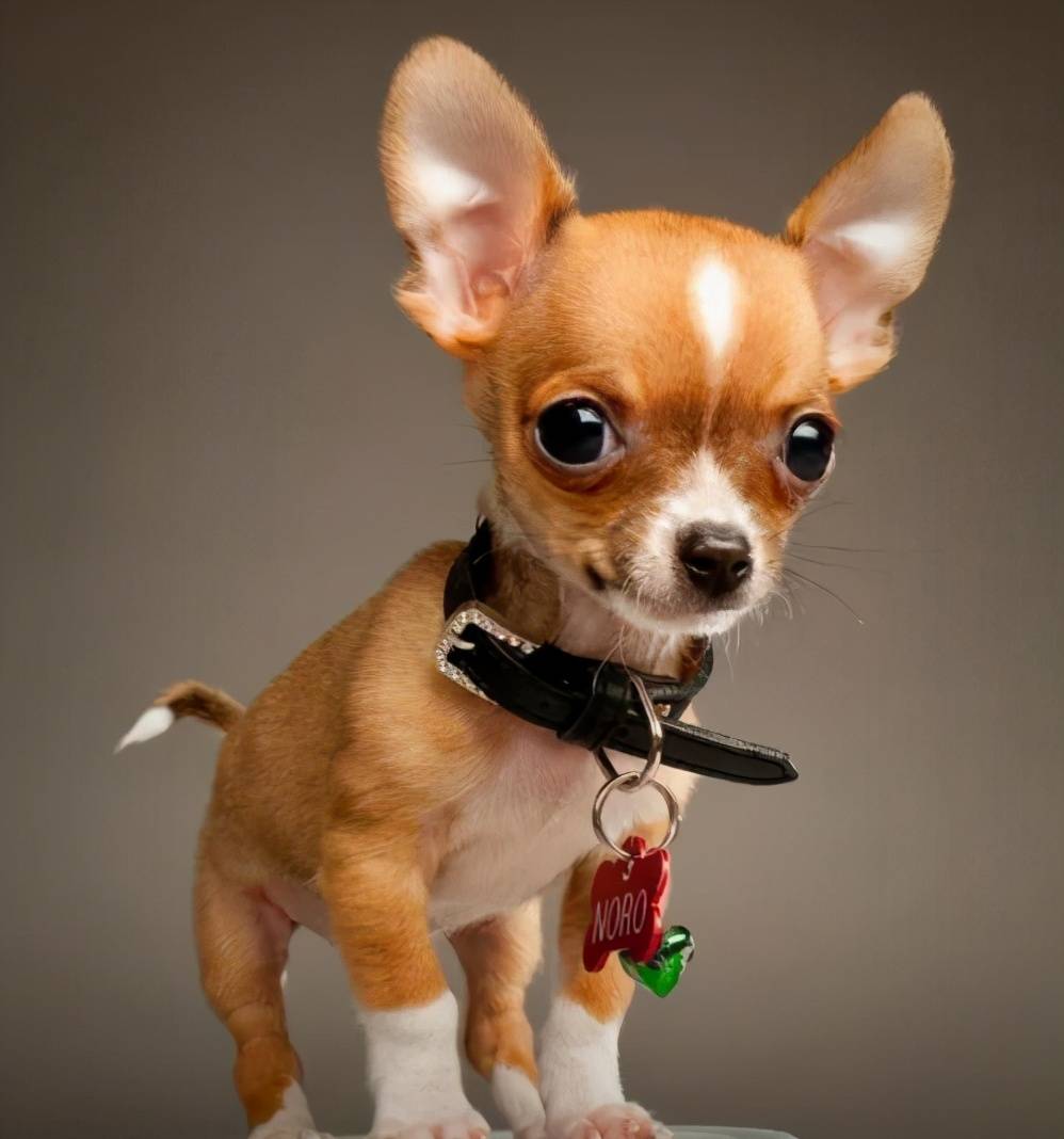 那些便宜又好养的6种小型犬,每一只都不会让你失望