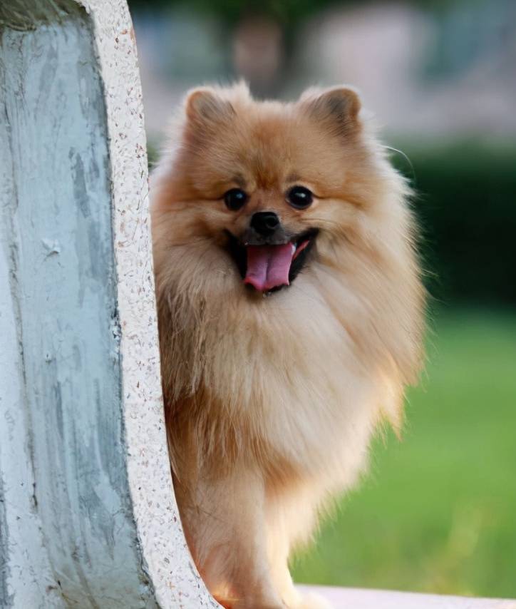 那些便宜又好养的6种小型犬,每一只都不会让你失望