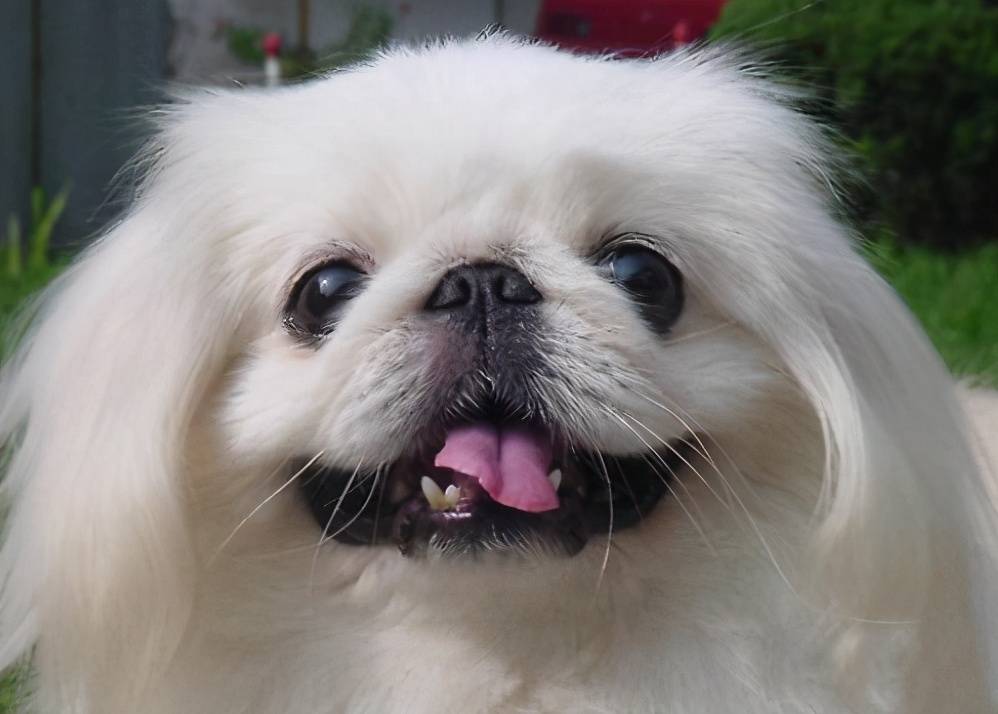 那些便宜又好养的6种小型犬,每一只都不会让你失望
