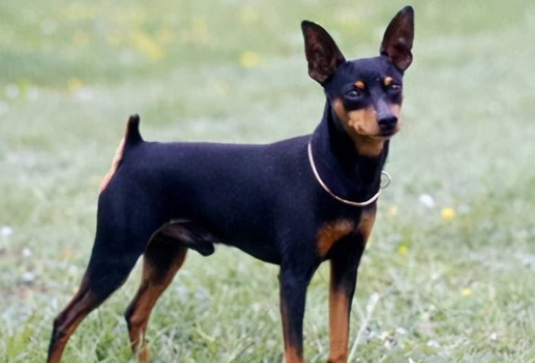 那些便宜又好养的6种小型犬,每一只都不会让你失望