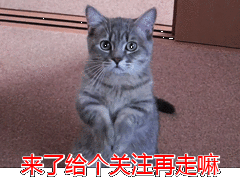 那些便宜又好养的6种小型犬,每一只都不会让你失望