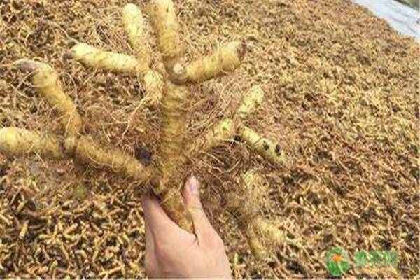 玉竹现在多少钱一斤？有哪些药用功效与食疗方？