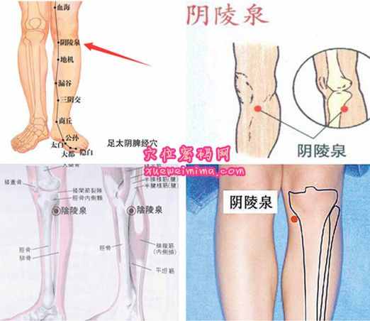 阴陵泉穴的准确位置图(高清图组)