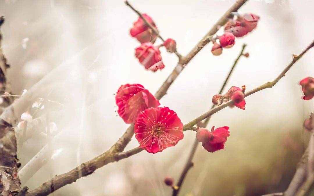 梅花香自苦寒来，十首观梅的诗词，一起欣赏美丽的梅花吧