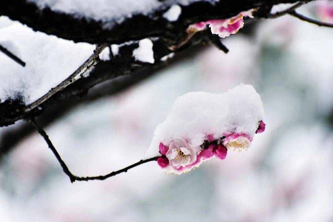 梅花香自苦寒来，十首观梅的诗词，一起欣赏美丽的梅花吧