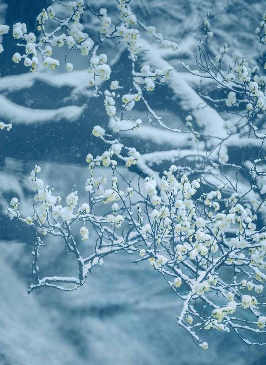 梅花香自苦寒来，十首观梅的诗词，一起欣赏美丽的梅花吧