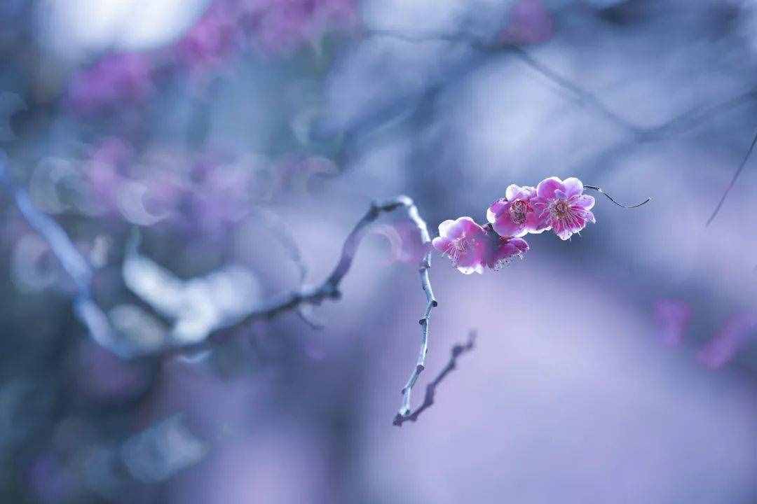 梅花香自苦寒来，十首观梅的诗词，一起欣赏美丽的梅花吧