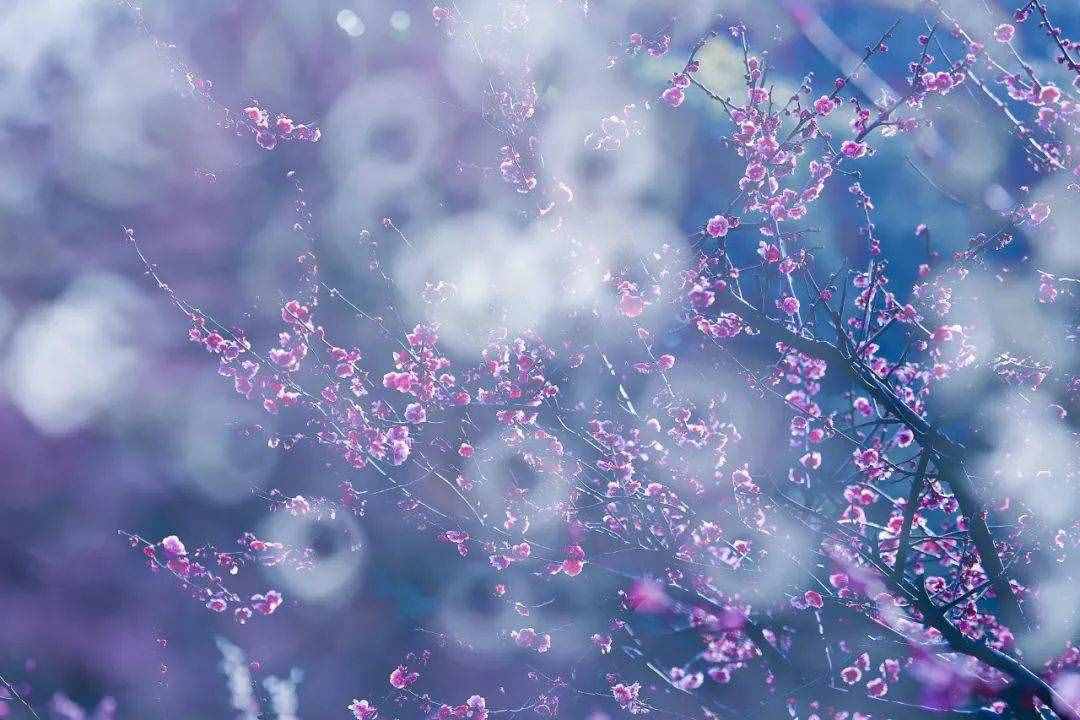 梅花香自苦寒来，十首观梅的诗词，一起欣赏美丽的梅花吧