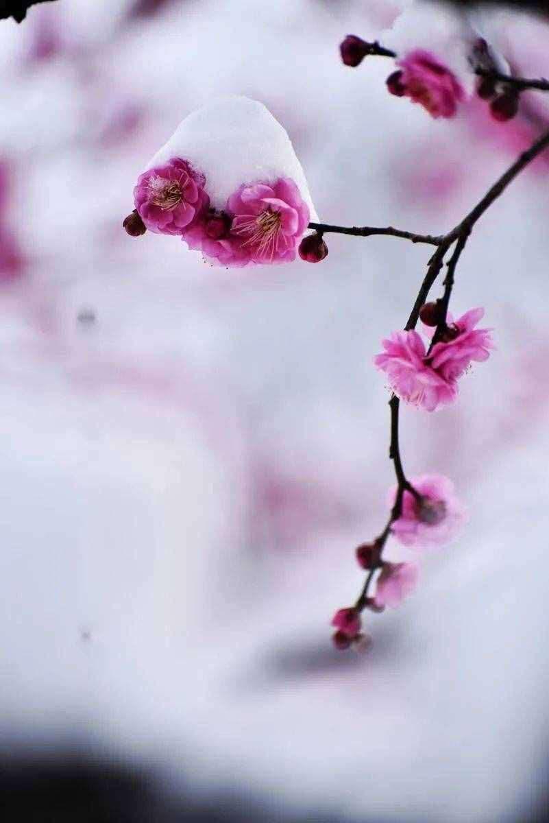 梅花香自苦寒来，十首观梅的诗词，一起欣赏美丽的梅花吧