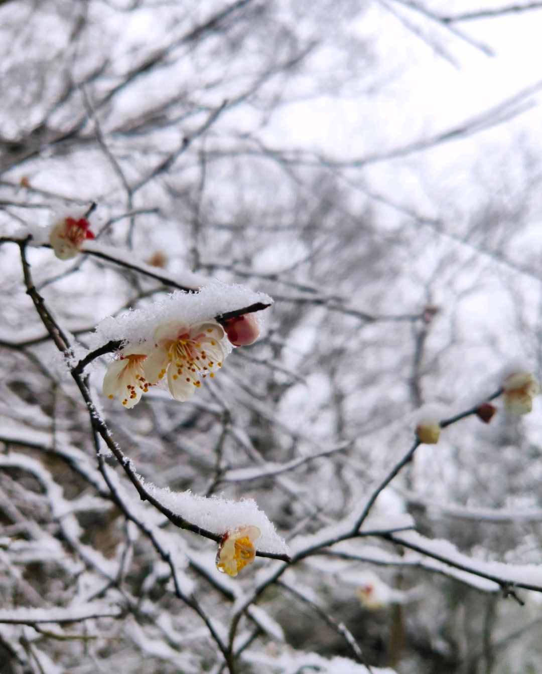 梅花香自苦寒来，十首观梅的诗词，一起欣赏美丽的梅花吧