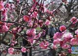 今日更新梅花哪里有(梅花原产于哪个国家)