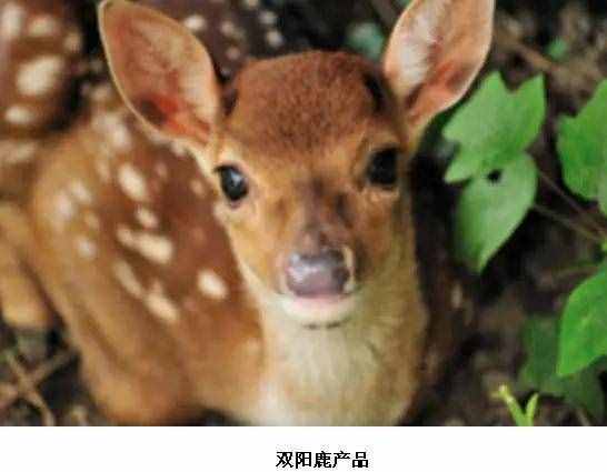 长春人必须知道的10大特产！