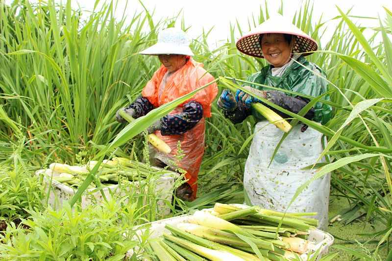 水中也能种菜？这些水生蔬菜，你吃过几种？