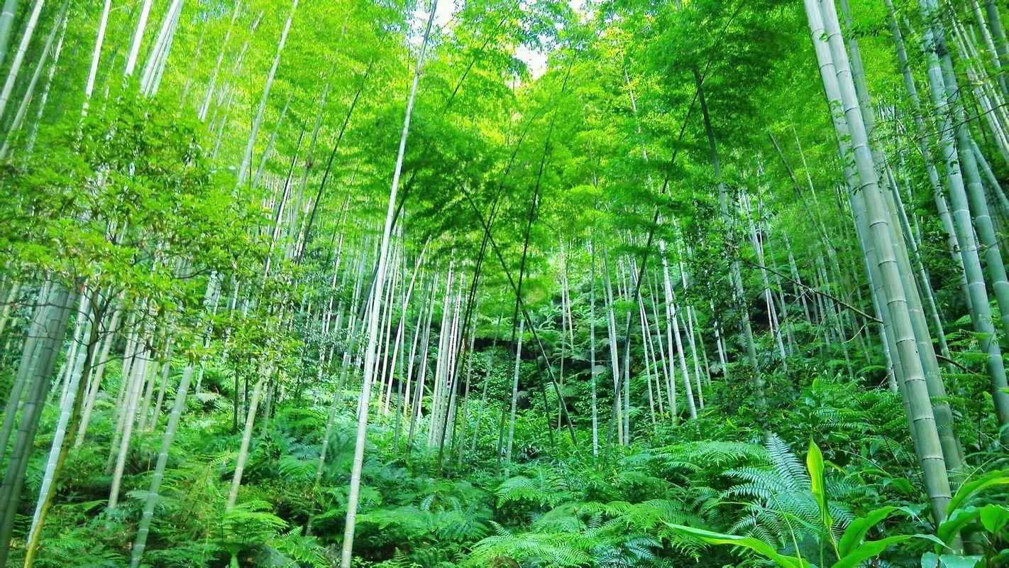 李白看到竹子写唐诗，10字是写竹名句，最后两句写明做人道理