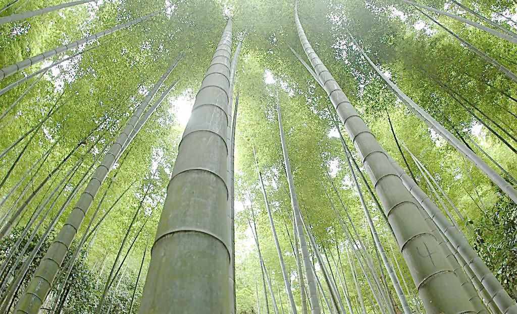 李白看到竹子写唐诗，10字是写竹名句，最后两句写明做人道理