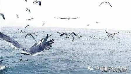 和孩子一起学文言文（30）——精卫填海