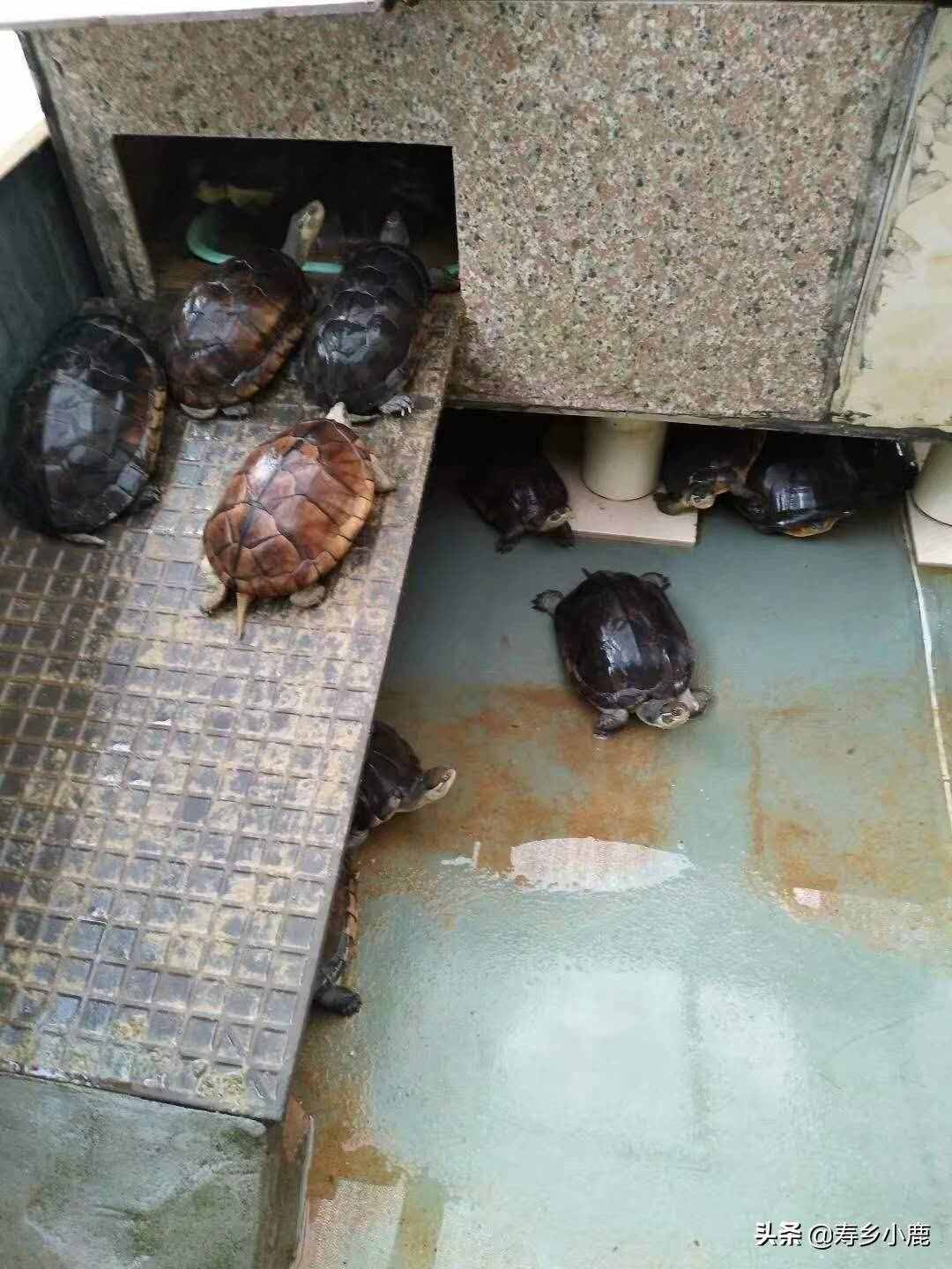 黄喉拟水龟（石金钱龟）买回家后，如何养殖？（针对散户养殖）