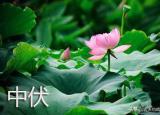 今日更新头伏饺子二伏面是哪里的风俗（俗语头伏饺子二伏面）