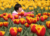 今日更新郁金香是哪个国家的国花(郁金香是什么地方的国花)