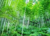 今日更新野竹攒石生（李白看到竹子写唐诗）