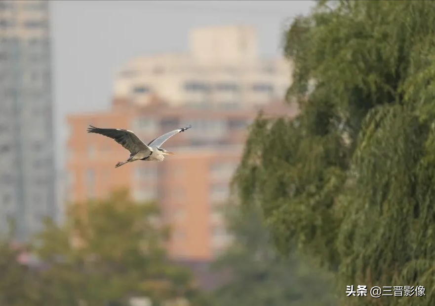索尼A1相机体验试拍结果：确实很强