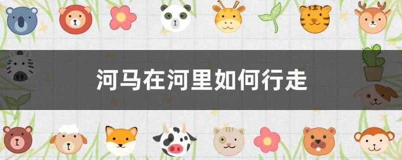河马在河里如何行走