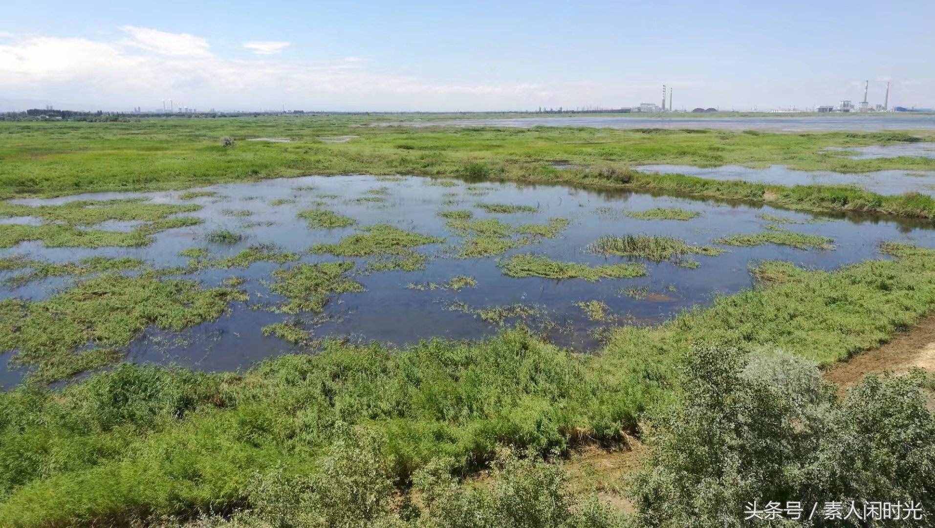 玛纳斯国家湿地公园—红柳花开，苇叶飘飘