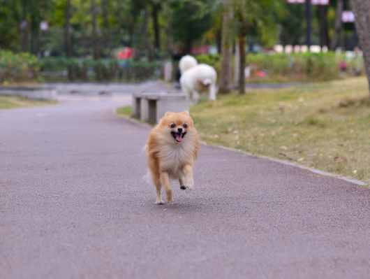 狗改得了吃屎：全面剖析狗吃大便的原因，附解决方法