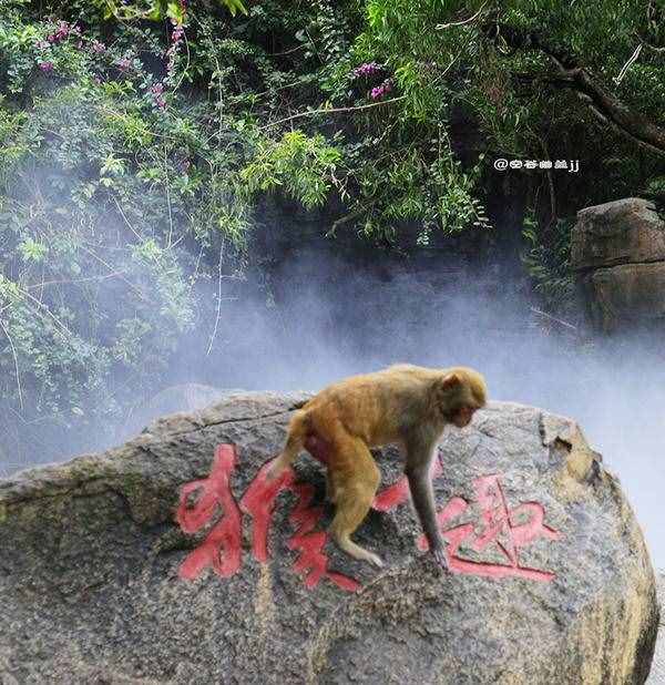 三亚 猴趣横生的南湾猴岛