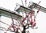 今日更新心灰意冷的诗句（王安石罢相后心灰意冷）