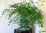 今日更新教师节送什么鲜花好（送老师什么花好）