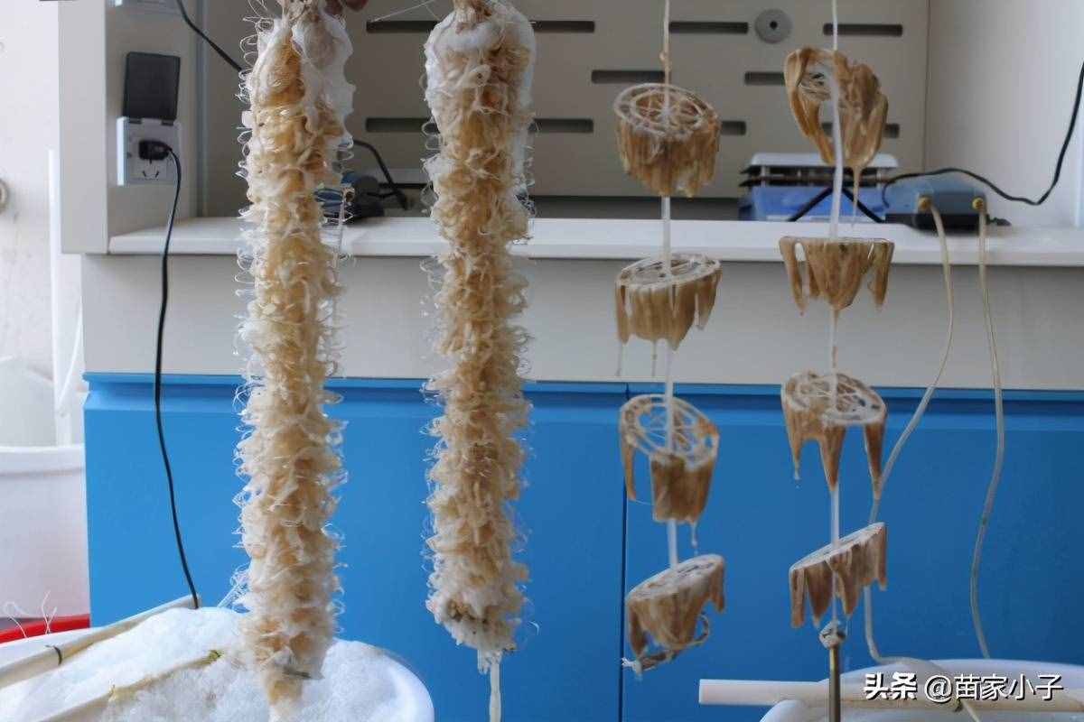 生活污水处理小实验步骤与方法