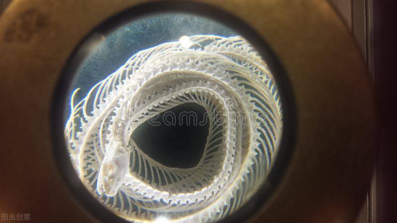 “蛇性本淫”的说法从何而来?蛇很喜欢交配吗?