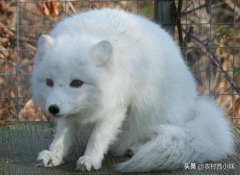 狐狸在育成期的饲养管理技巧吗,你知道吗