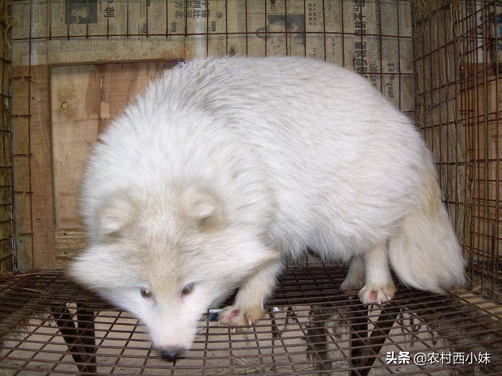 狐狸在育成期的饲养管理技巧吗,你知道吗