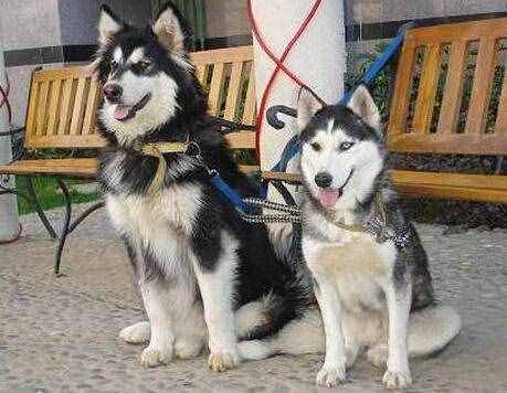 同是雪橇犬，哈士奇和阿拉斯加犬的6个差异，不要再被商家骗了