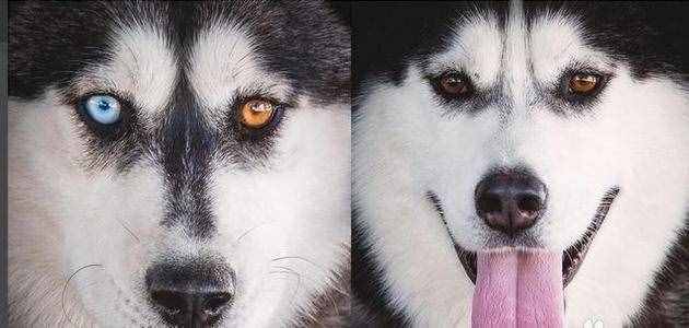 同是雪橇犬，哈士奇和阿拉斯加犬的6个差异，不要再被商家骗了