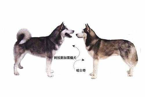 同是雪橇犬，哈士奇和阿拉斯加犬的6个差异，不要再被商家骗了