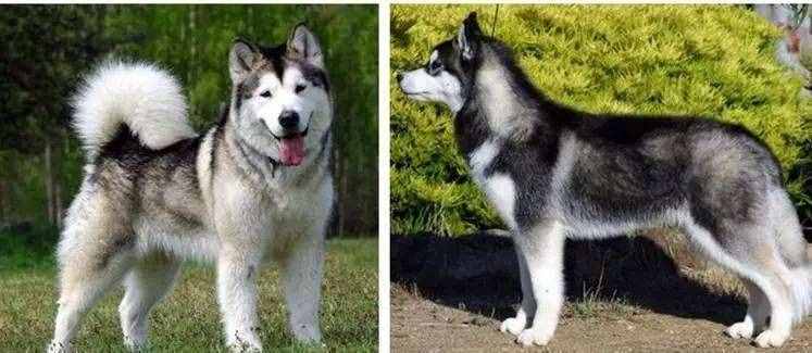 同是雪橇犬，哈士奇和阿拉斯加犬的6个差异，不要再被商家骗了
