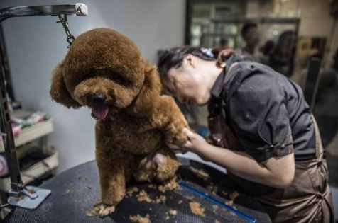 干货！自己动手帮泰迪犬美容的5个步骤，省钱又安全
