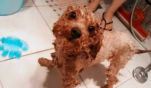 干货！自己动手帮泰迪犬美容的5个步骤，省钱又安全