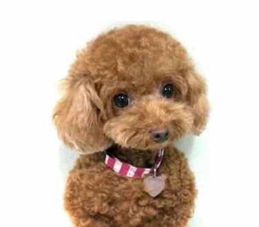 干货！自己动手帮泰迪犬美容的5个步骤，省钱又安全