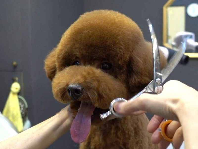 干货！自己动手帮泰迪犬美容的5个步骤，省钱又安全