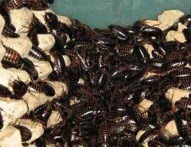 人工养殖蟑螂可入药，60亿只蟑螂年产值超10亿！（引起不适，谨慎点击）