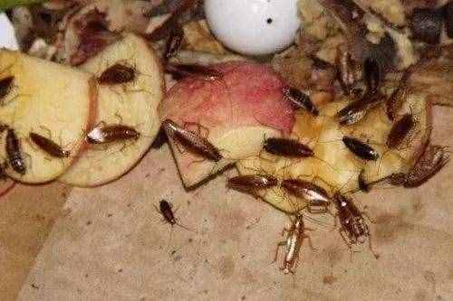 人工养殖蟑螂可入药，60亿只蟑螂年产值超10亿！（引起不适，谨慎点击）