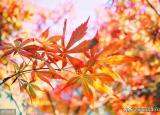 今日更新秋季健康小常识（深秋时节）