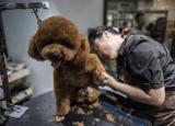 今日更新泰迪美容教程（自己动手帮泰迪犬美容的5个步骤）