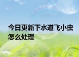今日更新下水道飞小虫怎么处理