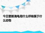 今日更新海龟用什么呼吸属于什么动物